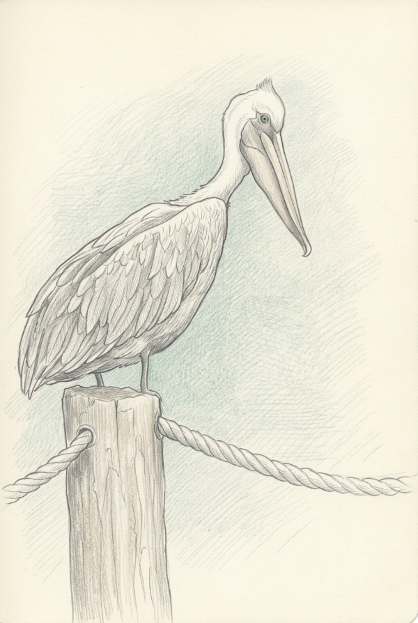 Bohemian Dream Pelican on a Pylon Print