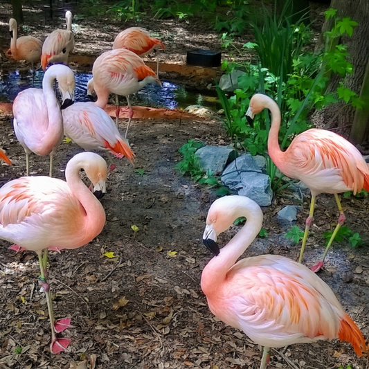 Pink Flamingos Framed Print, 8 x 10