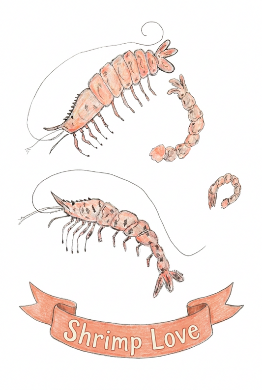 Shrimp Love Print